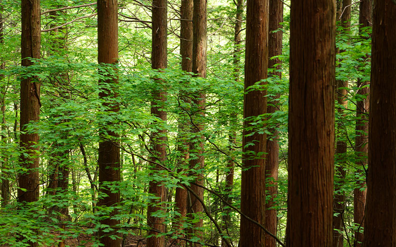 美しい地球を次世代へ〜&Sea&Forest〜